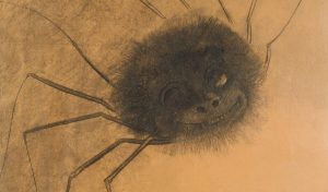 Il ragno sorridente (part.), 1881, carboncino su carta, cm. 46 x 36