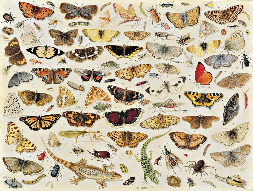 Jan van Kessel il Vecchio. Ampio studio di farfalle, insetti e conchiglie, 1671. Olio su tavola, cm. 45,8 × 66,3. Collezione privata