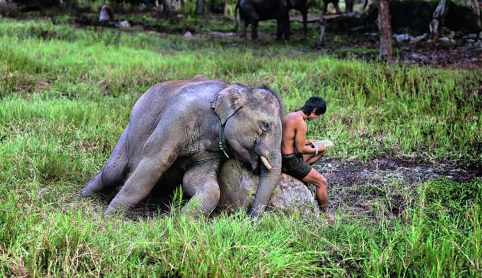 Steve McCurry Animals. Mostra fotografica. Torino